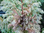 银 卉 花柏，佐原桧，扁柏大道，蓝苔柏树 (Chamaecyparis pisifera) 照片