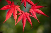 červená Rastlina Javor (Acer) fotografie