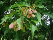 grænt Planta Hlynur (Acer) mynd