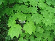 hell-grün Pflanze Ahorn (Acer) foto