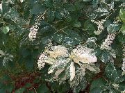 jaspeado Planta Summersweet, Pimienta Dulce Arbusto (Clethra alnifolia) foto