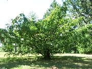 Urweltmammutbaum grün Pflanze