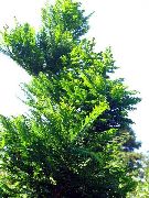 grön Växt Gryning Redwood (Metasequoia) foto
