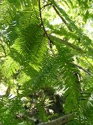 zelená Rastlina Svitania Sekvoj (Metasequoia) fotografie