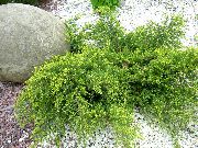 zaļš Augs Kadiķis, Sabina (Juniperus) foto