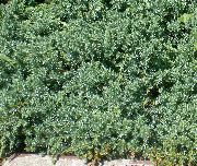gaiši zils Augs Kadiķis, Sabina (Juniperus) foto