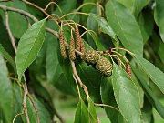 yeşil Bitki Ortak Kızılağaç (Alnus) fotoğraf