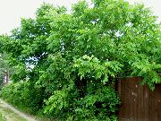 vihreä Kasvi Saksanpähkinä (Juglans) kuva
