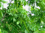 žalias augalas Graikinis Riešutas (Juglans) nuotrauka