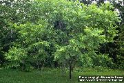 vihreä Kasvi Saksanpähkinä (Juglans) kuva