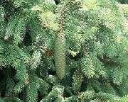 svetlomodrá Rastlina Douglaska, Oregon Borovica, Jedľa Červená, Žltá Jedľa, Smrek False (Pseudotsuga) fotografie