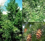 roheline Taim Ebatsuuga, Oregon Mänd, Punane Kuusk, Kollane Kuusk, Vale Kuusk (Pseudotsuga) foto