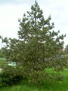 მწვანე ქარხანა ფიჭვის (Pinus) ფოტო