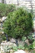 mørkegrøn Plante Fyr (Pinus) foto
