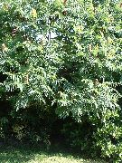 verde Planta Tigre Olhos Sumac, Sumac Staghorn, Sumac Veludo (Rhus typhina) foto