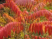红 卉 老虎的眼睛漆树，鹿角黄栌，黄栌绒 (Rhus typhina) 照片