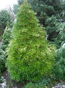 svetlo zelena Rastlina Japanese Umbrella Pine (Sciadopitys) fotografija