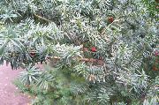 sølv Anlegg Engelsk Barlind, Kanadiske Barlind, Malt Hemlock (Taxus) bilde