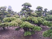 зелений Рослина Тисс (Taxus) фото