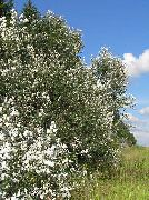 sidabrinis augalas Cottonwood, Tuopos (Populus) nuotrauka