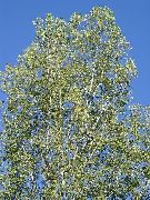 hell-grün Pflanze Pappel (Populus) foto
