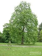 светло зелено Растение Топола (Populus) снимка