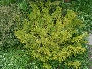 ljósgrænt Planta Hiba, Rangar Arborvitae, Japanese Elkhorn Cypress (Thujopsis) mynd