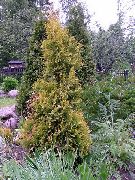 sarı Bitki Mazı Ağacı (Thuja) fotoğraf