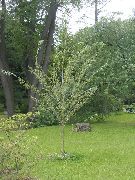 светла зялёны Расліна Чазенія (Chosenia) фота