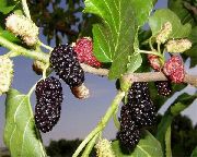 ornamental shrubs and trees Mulberry Morus