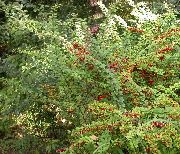 zielony Roślina Berberys, Japońskie Berberysu (Berberis thunbergii) zdjęcie