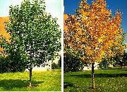 ornamental shrubs and trees Ash Tree Fraxinus