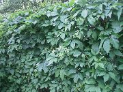 grænt Planta Boston Ivy, Virginia Creeper, Woodbine (Parthenocissus) mynd