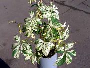 многоцветен  Бостън Бръшлян, Вирджиния Пълзящо Растение, Орлови Нокти (Parthenocissus) снимка