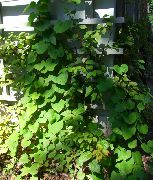 Hollænderens Rør (Broadleafed Birthwort) grøn Plante