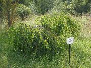 зелен Растение Бреза (Betula) снимка