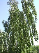 grøn Plante Birk (Betula) foto