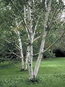 vihreä Kasvi Koivu (Betula) kuva