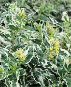 Sydlige Bush Kaprifolium, Mountain Bush Kaprifolium flerfarvet Plante
