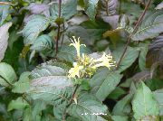 koyu yeşil Bitki Güney Çalı Hanımeli, Dağ Çalı Hanımeli (Diervilla) fotoğraf
