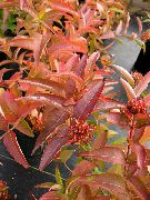tmavě-zelená Rostlina Jižní Bush Zimolez, Horská Bush Zimolez (Diervilla) fotografie