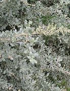 simli Bitki Deniz Orache, Akdeniz Saltbush (Atriplex halimus) fotoğraf