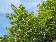 zelená Rastlina Strom Neba, Čínština Sumachu, Smrdí Strom (Ailanthus altissima) fotografie
