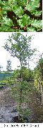 绿 卉 常见的榉木，欧洲榉木 (Fagus sylvatica) 照片