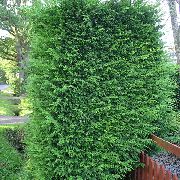 Leyland Cypress claro-verde Planta