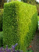 Leyland Cypress gulur Planta