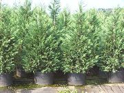 blau Pflanze Leyland-Zypresse (Cupressocyparis) foto