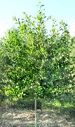 ornamental shrubs and trees Sour Gum, Blackgum, Tupelo, Pepperidge Nyssa sylvatica