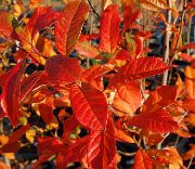 ornamental shrubs and trees Sour Gum, Blackgum, Tupelo, Pepperidge Nyssa sylvatica