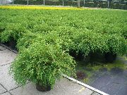 grøn Plante Siberian Tæppe Cypres (Microbiota decussata) foto